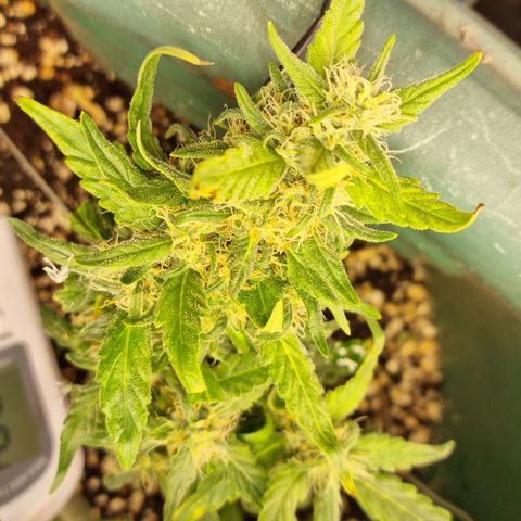 Strawberry Gorilla Auto growlog timeline photo