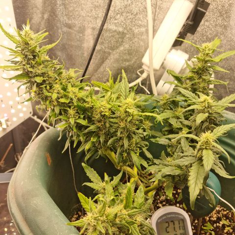Strawberry Gorilla Auto growlog timeline photo