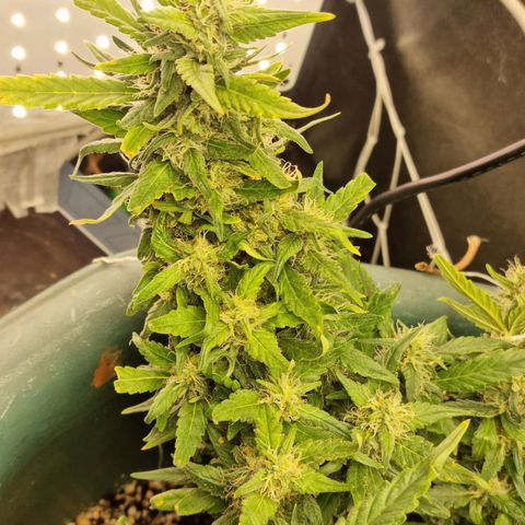 Strawberry Gorilla Auto growlog timeline photo