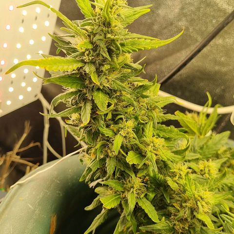 Strawberry Gorilla Auto growlog timeline photo