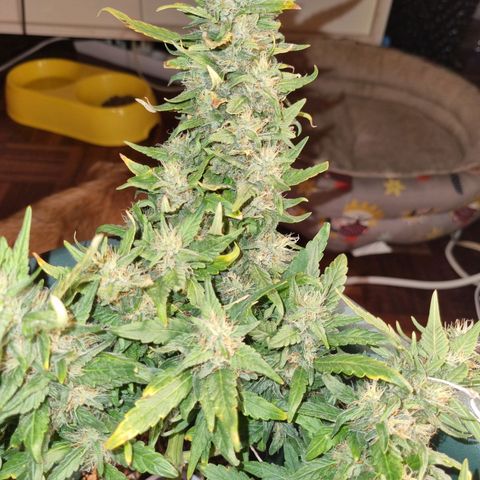 Strawberry Gorilla Auto growlog timeline photo