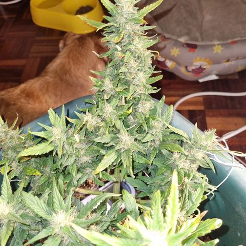 Strawberry Gorilla Auto growlog timeline photo