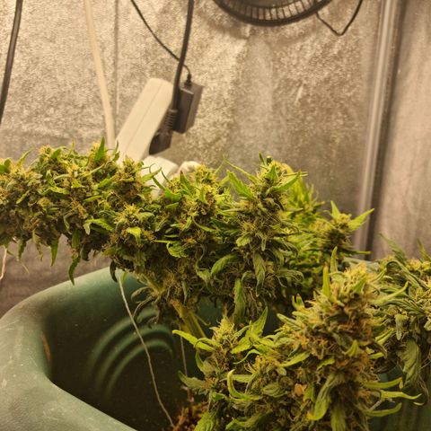 Strawberry Gorilla Auto growlog timeline photo