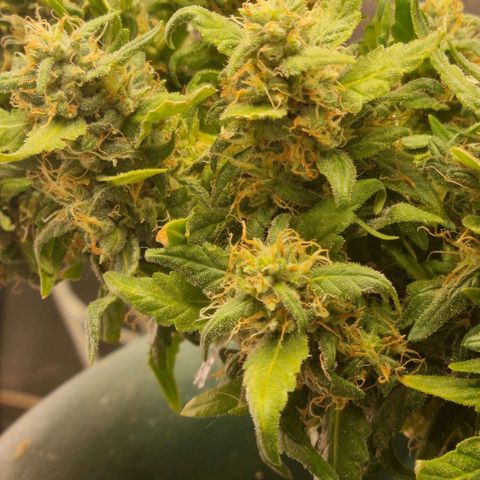 Strawberry Gorilla Auto growlog timeline photo