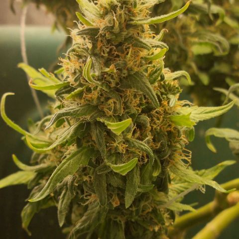 Strawberry Gorilla Auto growlog timeline photo
