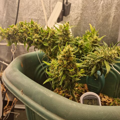 Strawberry Gorilla Auto growlog timeline photo
