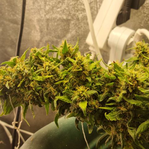 Strawberry Gorilla Auto growlog timeline photo