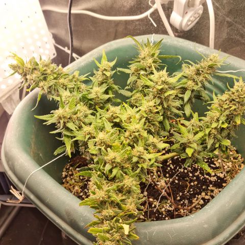 Strawberry Gorilla Auto growlog timeline photo
