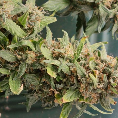 Strawberry Gorilla Auto growlog timeline photo