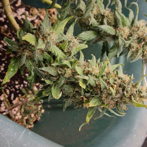 Strawberry Gorilla Auto growlog timeline photo