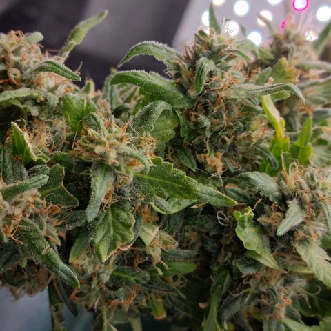 Strawberry Gorilla Auto growlog timeline photo