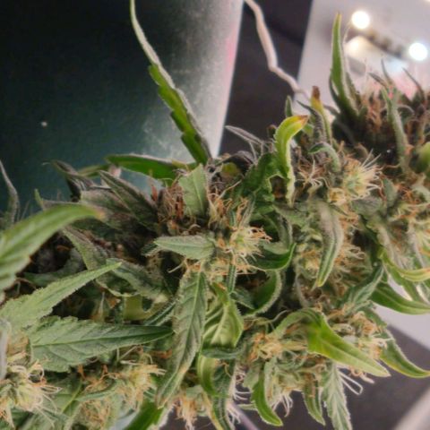 Strawberry Gorilla Auto growlog timeline photo