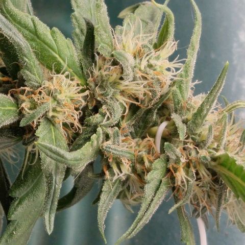 Strawberry Gorilla Auto growlog timeline photo