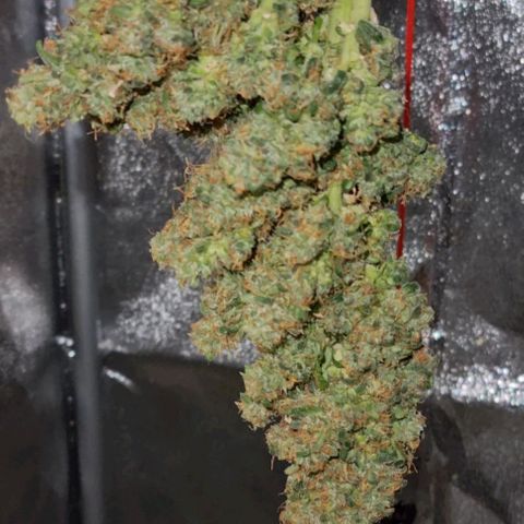 Strawberry Gorilla Auto growlog timeline photo