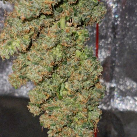 Strawberry Gorilla Auto growlog timeline photo