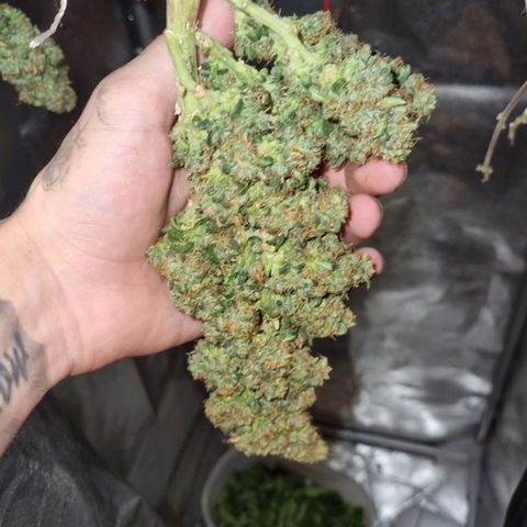 Strawberry Gorilla Auto growlog timeline photo
