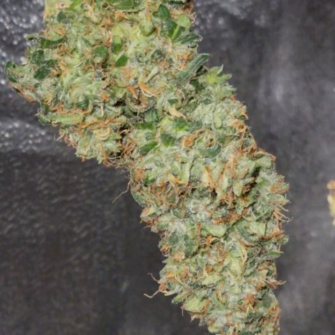 Strawberry Gorilla Auto growlog timeline photo