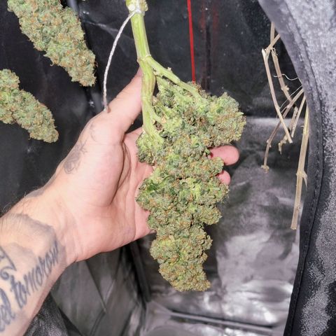 Strawberry Gorilla Auto growlog timeline photo