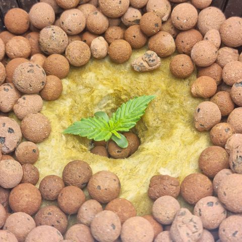 Auto Purple Punch growlog timeline photo