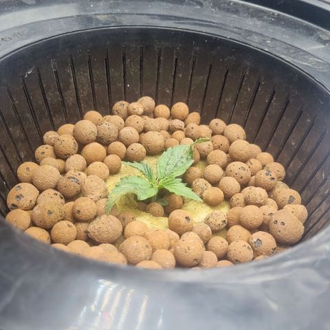 Auto Purple Punch growlog timeline photo