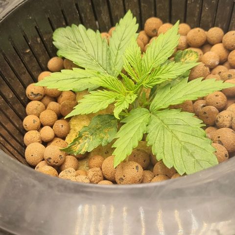 Auto Purple Punch growlog timeline photo