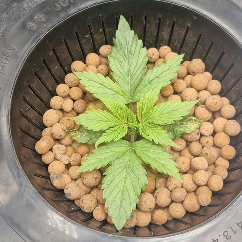 Auto Purple Punch growlog timeline photo