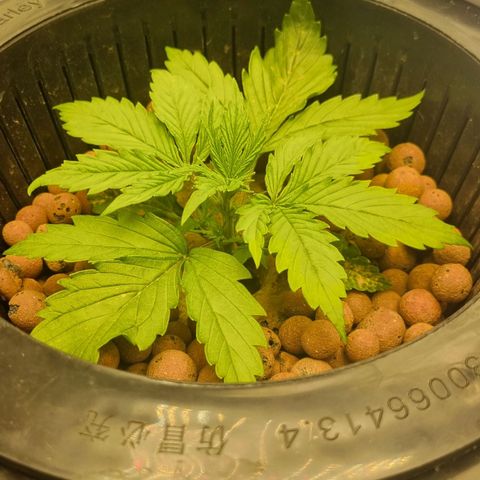 Auto Purple Punch growlog timeline photo