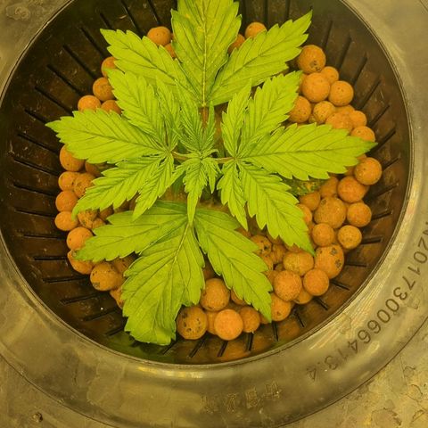 Auto Purple Punch growlog timeline photo