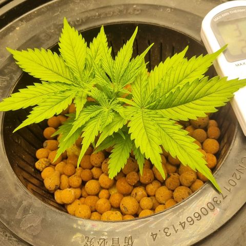 Auto Purple Punch growlog timeline photo