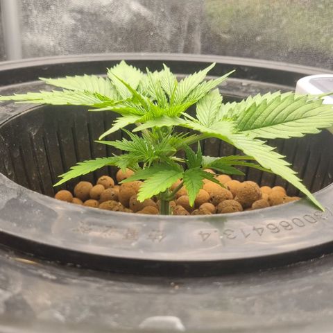 Auto Purple Punch growlog timeline photo