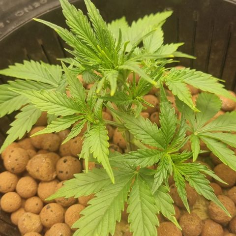 Auto Purple Punch growlog timeline photo