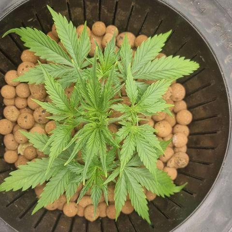 Auto Purple Punch growlog timeline photo