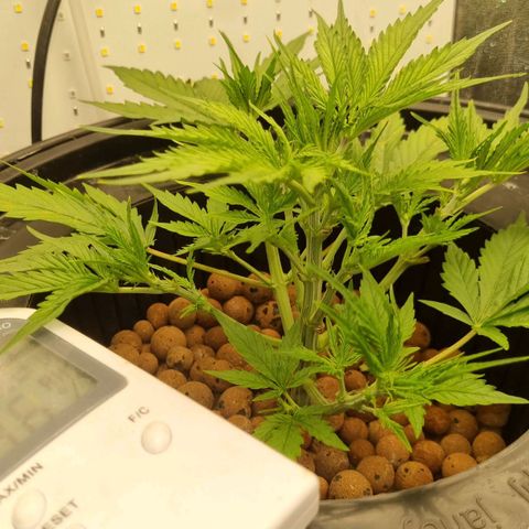 Auto Purple Punch growlog timeline photo