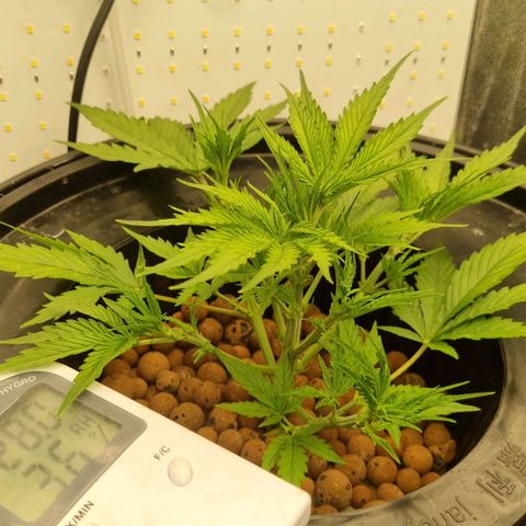 Auto Purple Punch growlog timeline photo