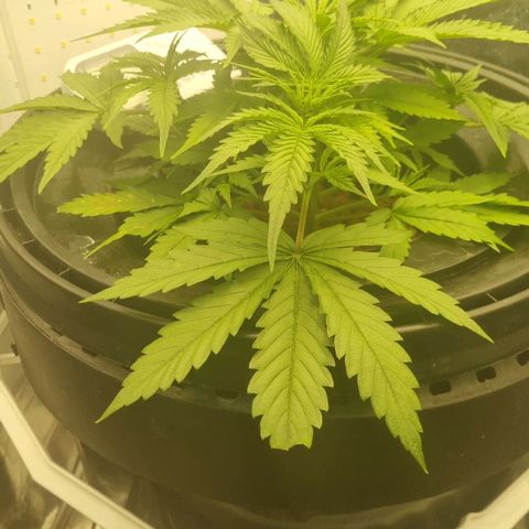 Auto Purple Punch growlog timeline photo