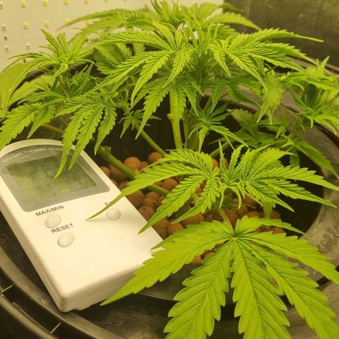 Auto Purple Punch growlog timeline photo
