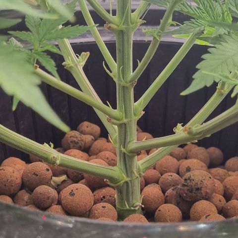 Auto Purple Punch growlog timeline photo
