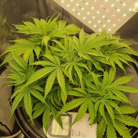 Auto Purple Punch growlog timeline photo