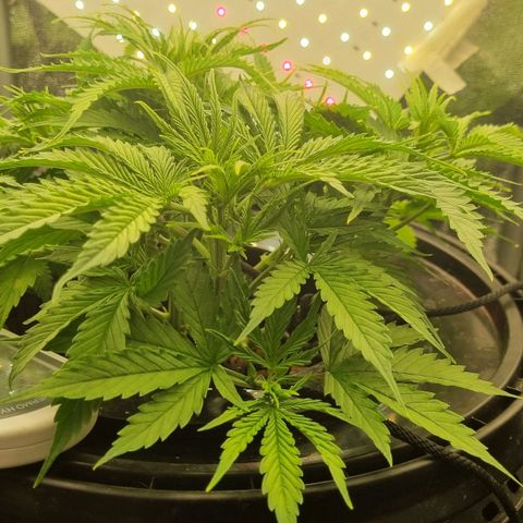 Auto Purple Punch growlog timeline photo