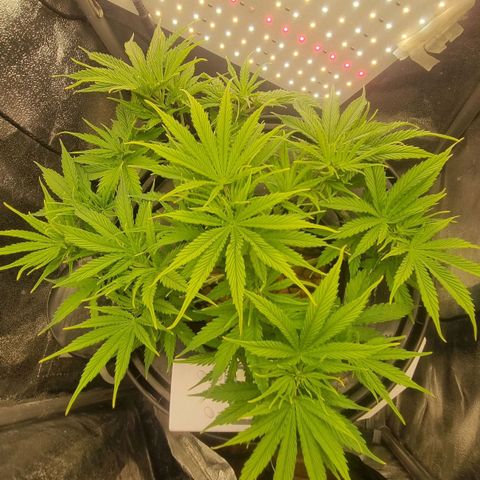 Auto Purple Punch growlog timeline photo