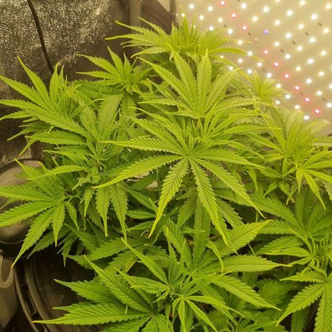 Auto Purple Punch growlog timeline photo