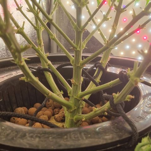 Auto Purple Punch growlog timeline photo