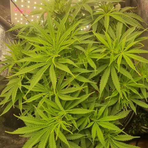 Auto Purple Punch growlog timeline photo