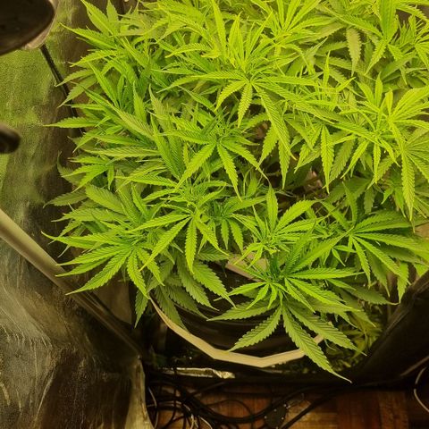 Auto Purple Punch growlog timeline photo
