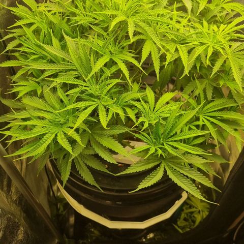 Auto Purple Punch growlog timeline photo