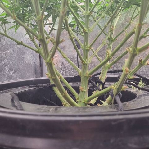 Auto Purple Punch growlog timeline photo