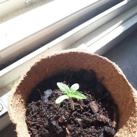Amnesia Haze Automatic growlog timeline photo