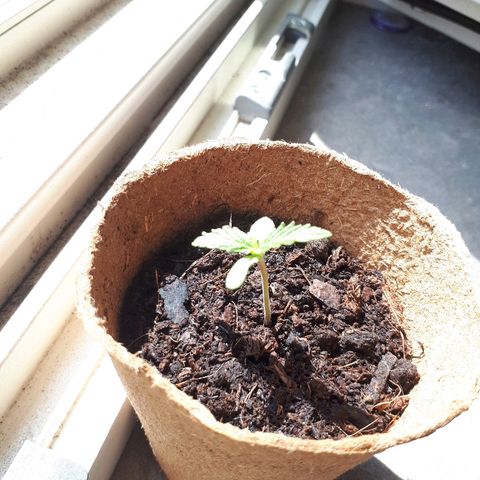 Amnesia Haze Automatic growlog timeline photo