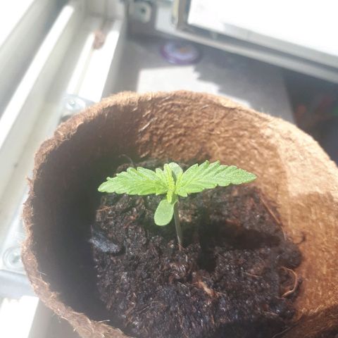 Amnesia Haze Automatic growlog timeline photo