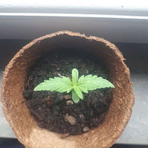 Amnesia Haze Automatic growlog timeline photo